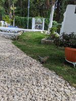 costa rica 111_3